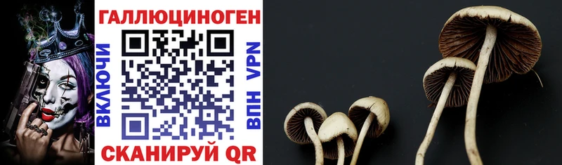 Галлюциногенные грибы MAGIC MUSHROOMS  купить закладку  Свободный 